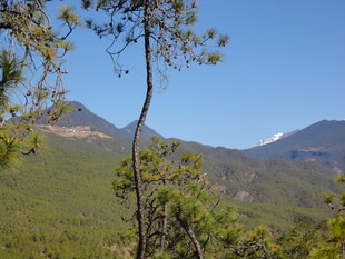 山间松景 远眺青山绿意