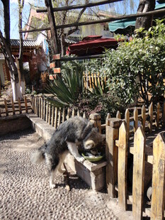 小路上的可爱狗狗