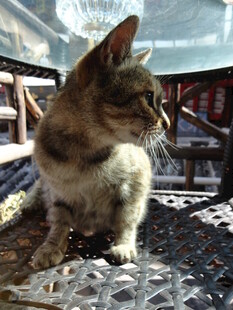 窗边小猫 专注看向远方