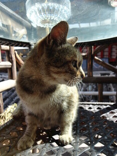 窗边猫咪的悠闲时刻