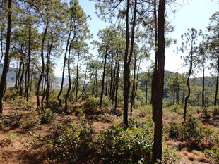 茂密森林中的挺拔树木