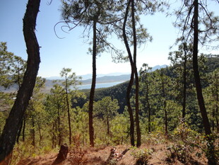 山林景色 阳光洒落林间