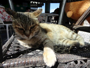 慵懒猫咪惬意躺椅小憩