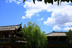 中式古建筑与葱郁绿树