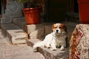 石阶上休憩的可爱小狗