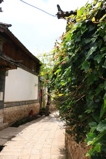 古巷藤蔓绕屋 静谧景致