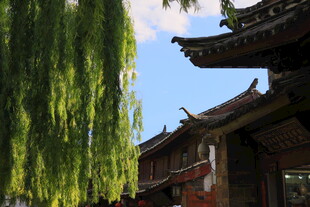 古建旁垂柳摇曳