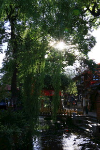 阳光洒落的静谧园林景致