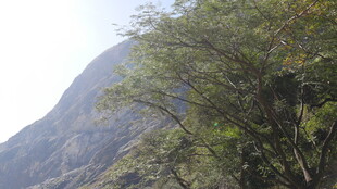 山间葱郁树木与巍峨山峰