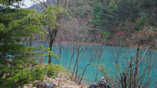 蓝湖旁的枯木与翠绿山林