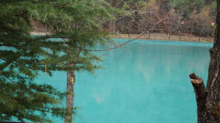 梦幻蓝湖旁的葱郁林木