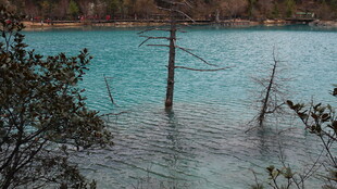 水浸树林的自然景象
