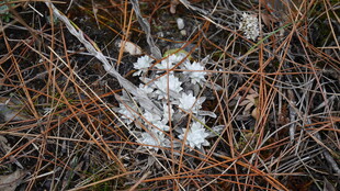 地面上的白色菌类植物