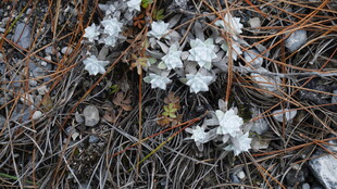 松间绽放的白色小花