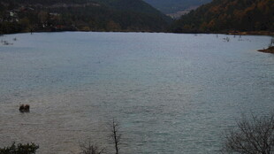 宁静湖水边的悠然景致