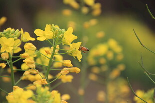 春日油菜花绽放美景