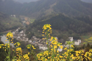 山间村落旁的灿烂油菜花