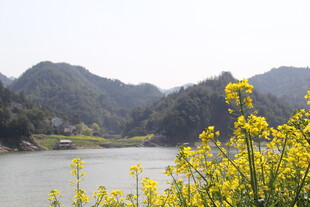 河畔黄花伴远山美景
