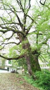 古老大树扎根于绿意间