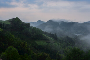 山间云雾缭绕的翠绿景致