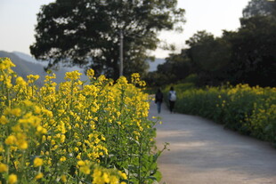 漫步油菜花海小道