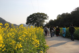 漫步油菜花海的人群