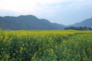 金黄油菜田与远山美景