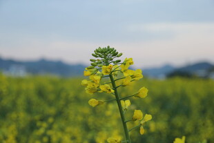 金黄油菜花田中的独秀