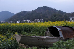 田野中的旧船与烂漫花海