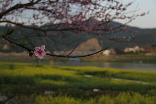 春日枝头绽放的娇艳花朵