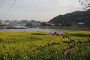 春日田野油菜花绽放美景