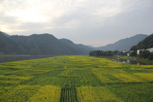 春日田野间的金黄油菜花海
