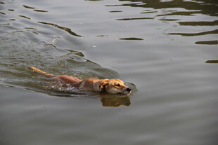 小狗水中畅游
