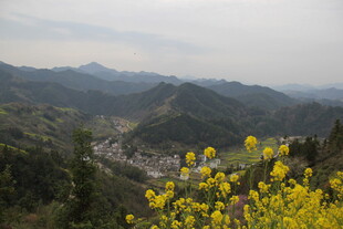 山间黄花盛放的美丽村落