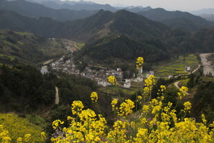山间油菜盛开的美丽村落