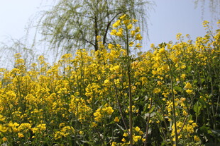 金黄油菜花田美景