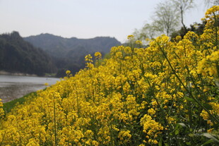 河畔油菜花盛放美景