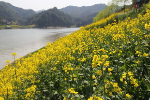 河畔油菜花绽放美景