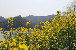 春日油菜花田美景