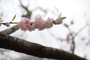 枝头粉嫩桃花绽放