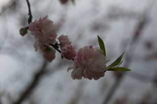 枝头粉嫩桃花绽放