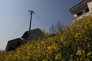 乡村田园黄花与民居