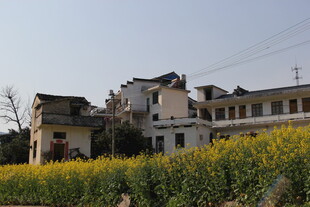 乡村黄花开 屋舍静美