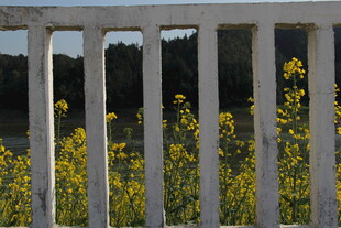 透过栏杆的烂漫黄色花丛