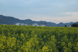 春日油菜花海田园风光
