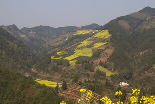 山间油菜花海美景