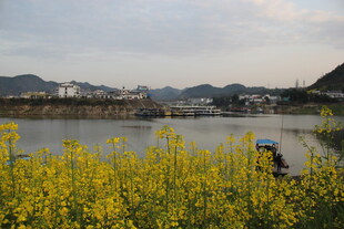 湖畔黄花间的悠然垂钓