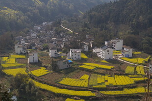 山村梯田油菜花美景
