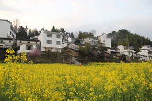 春日油菜田旁的白墙村落