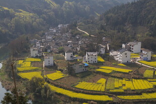 山村油菜田春色美景